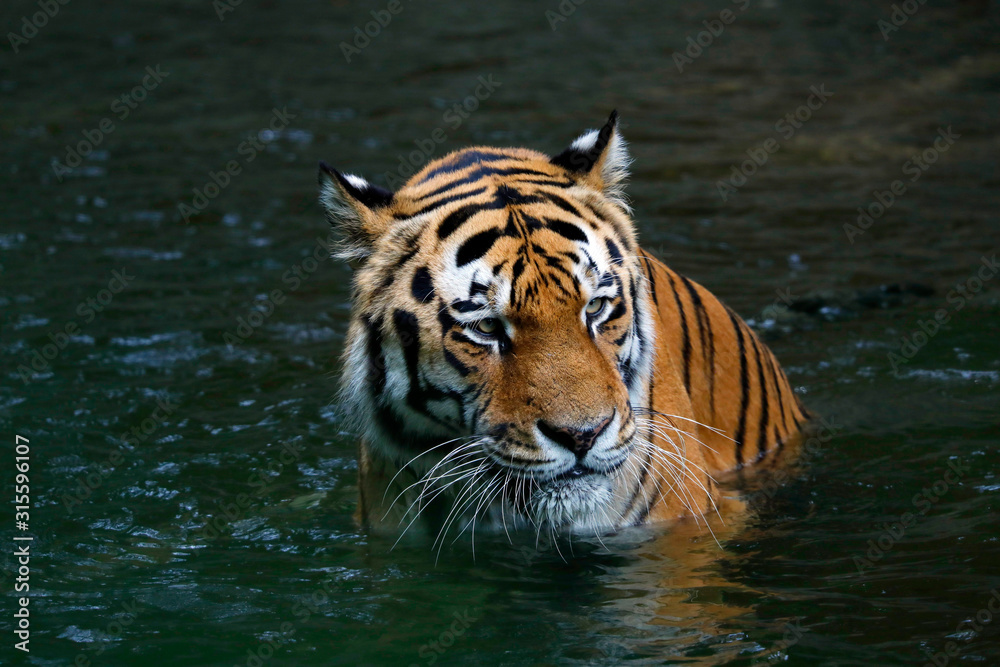 Sibirische Tiger (Panthera tigris altaica) sitzt im Wasser