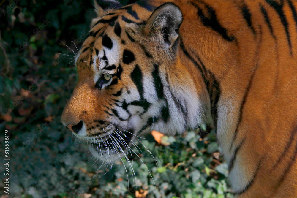 Fototapeta premium Sibirische Tiger (Panthera tigris altaica) Amurtiger oder Ussuritiger, Raubtier