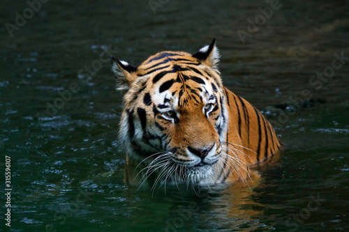 Sibirische Tiger (Panthera tigris altaica) sitzt im Wasser