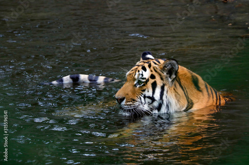 Sibirische Tiger (Panthera tigris altaica) sitzt im Wasser