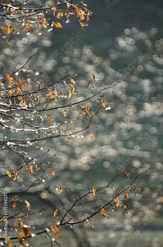 Branches of a littleleaf Linden Tilia cordata with dry corymbose inflorescences on the background of a beautiful bokeh vertical orientation photo