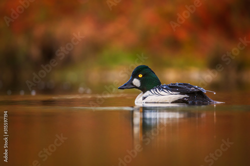 Male goldeneye on a colorful morning tour