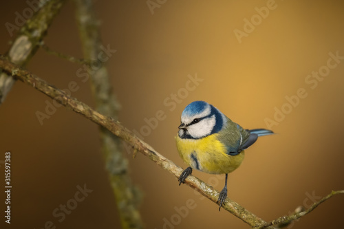 Blue tit on a branch with golden background