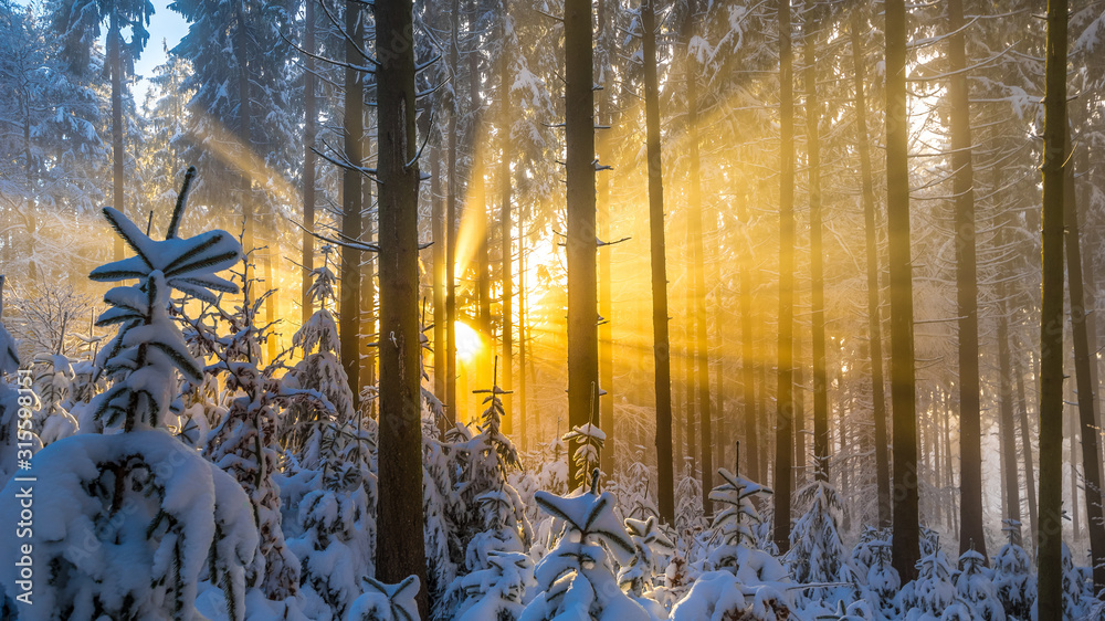 Obraz premium Winterwald mit Sonnenstrahlen