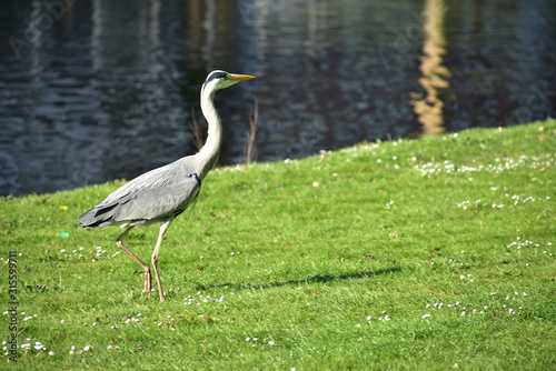 Mute Swan (Cygnus olor) looking up standing on grass in Amsterdam photo