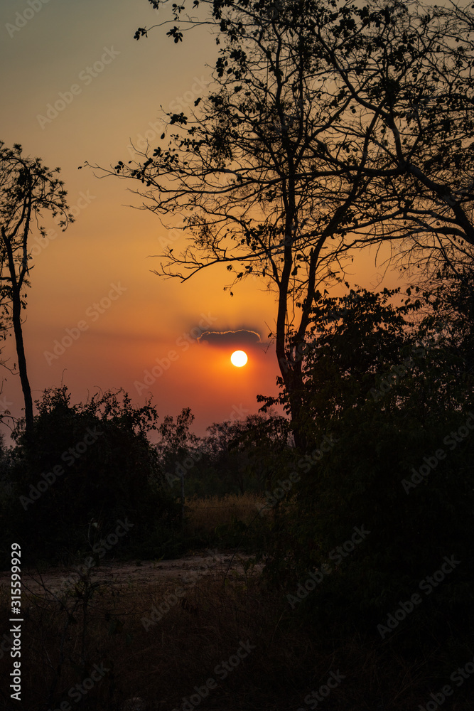 sunset in forest sunset in forest