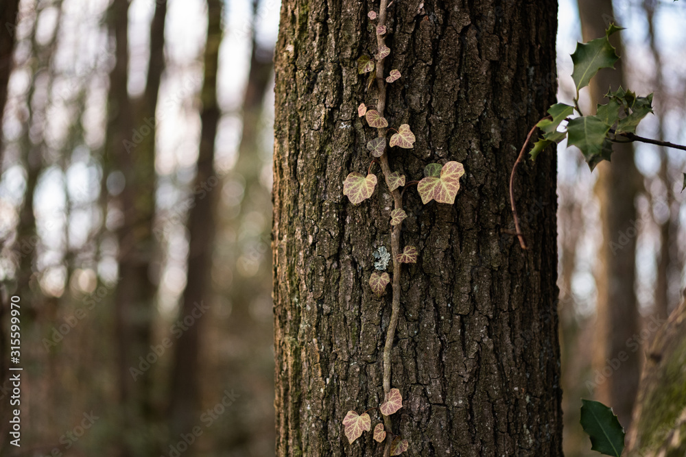 Fototapeta premium Ivy on tree
