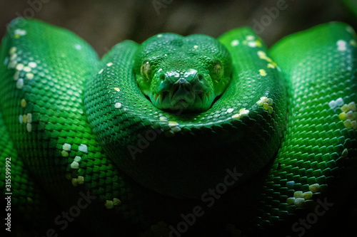 Green Snake coil