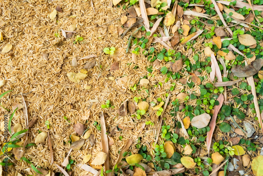two tone of yellow rice husk and green leaves grass two tone of yellow rice husk and green leaves grass