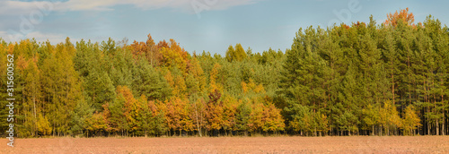 early autumn in mixed forest