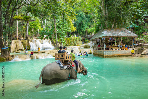 Elephant at Tad Sae Waterfalls, Luang Prabang, Laos.