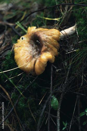 Brown wet mushroom on mossy forest ground.