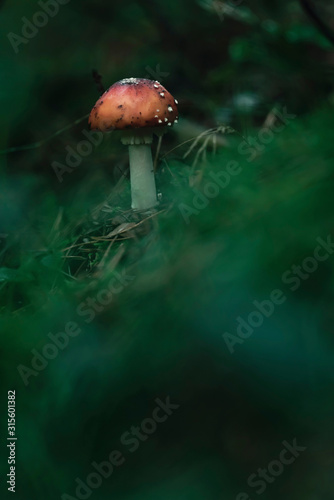 Red with white dots mushroom on mossy forest ground.