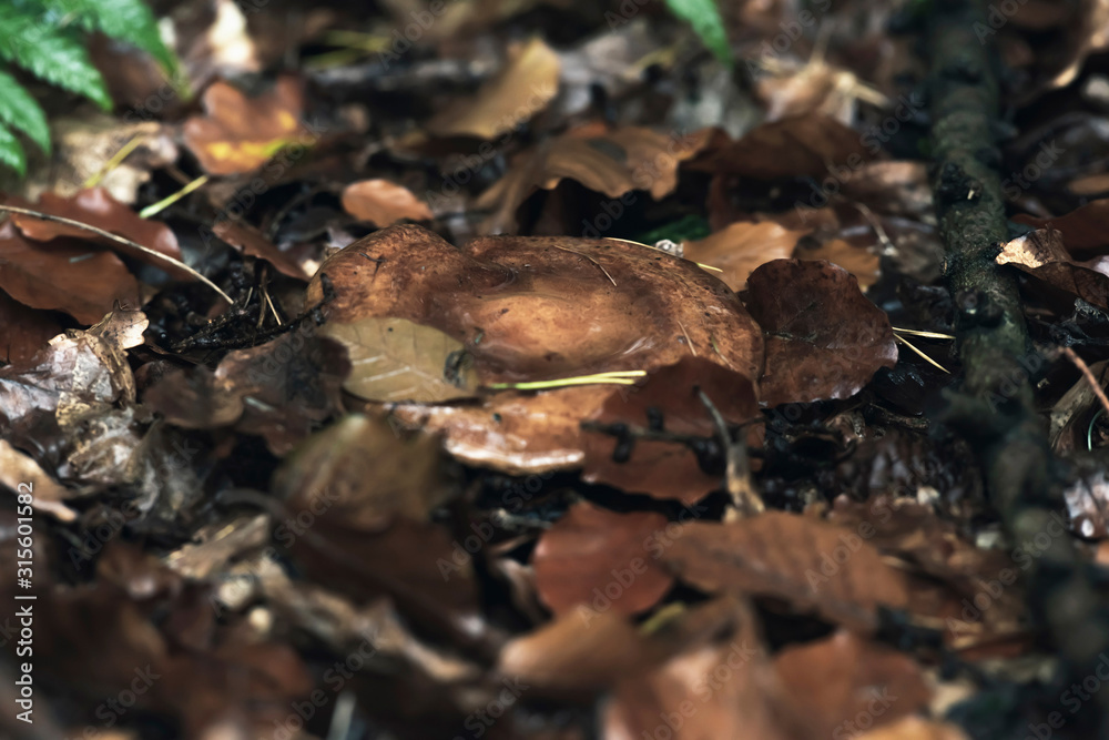 Brown wet mushroom between fallen leaves on forest ground.