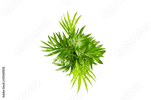 Houseplant, green leaves of indoor palm, top view, isolated on white background. Chamaedorea, Parlor palm plant