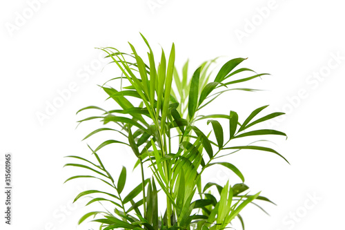 Houseplant, green leaves of indoor palm, closeup, isolated on white background. Chamaedorea, Parlor palm plant
