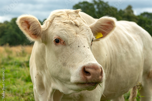 Wallpaper Mural Close up of a white cow looking into the camera Torontodigital.ca