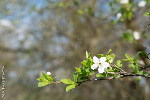 White flower of a tree in a forest with blurry background © Daniel
