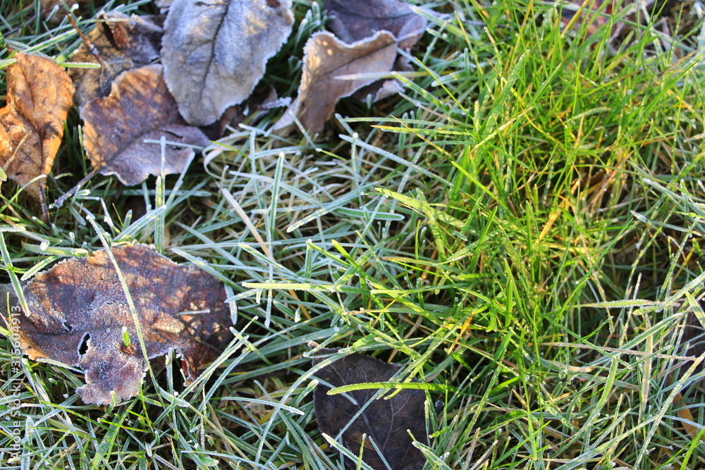 Hoarfrost on the grass. Frost Dew in the winter. Early morning. Winter. Cold. Snow. Frozen