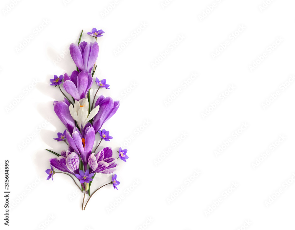 Spring decoration. Violet and white crocuses ( Crocus vernus ) and flowers hepatica ( liverleaf or liverwort ) on a white background with space for text. Top view, flat lay
