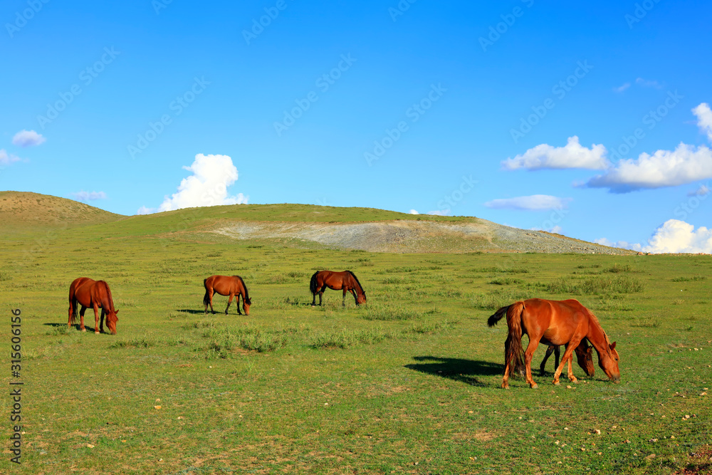 Obraz premium The horses are on the grassland