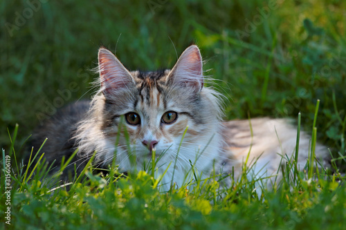 A sweet norwegian forest cat kitten lying in grass on a sunny summer day