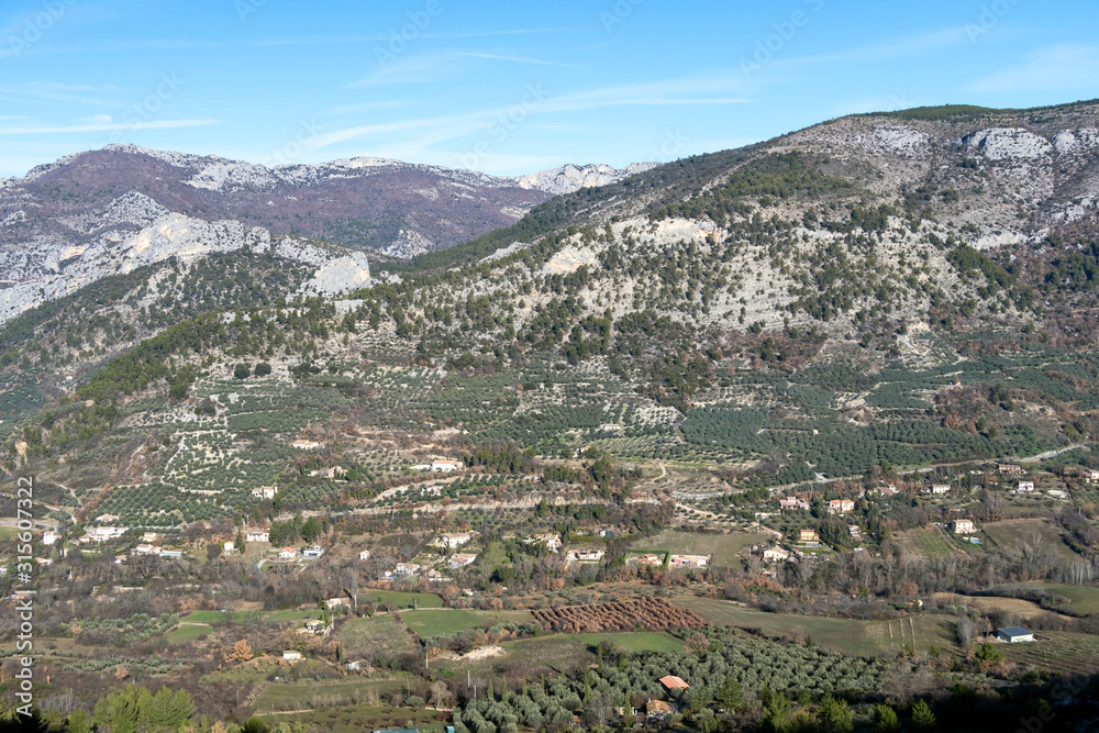 Olive trees keep their shimmery silver leaves throughout the winter in the Baronnies, France