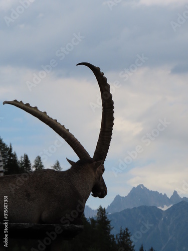 Silhouette of an ibex surveying the mountains