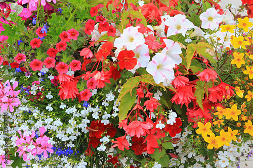 colorful flower background with petunias, lobelia, geranium and bidens