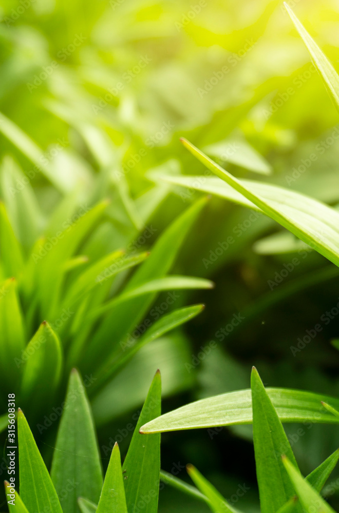Spring floral background. Macro object, close-up. Sunny spring light. Green grass, reflection of the sun.