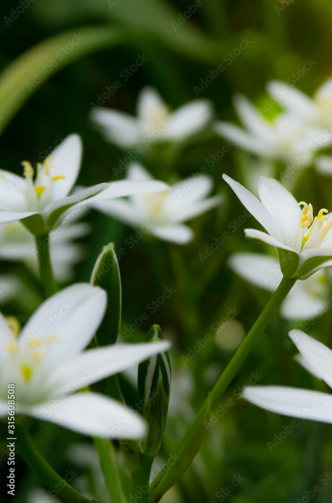 Spring floral background. Macro object, close-up. Sunny spring light. Green grass, reflection of the sun. Spring floral background. Macro object, close-up. Sunny spring light. Green grass, reflection of the sun.