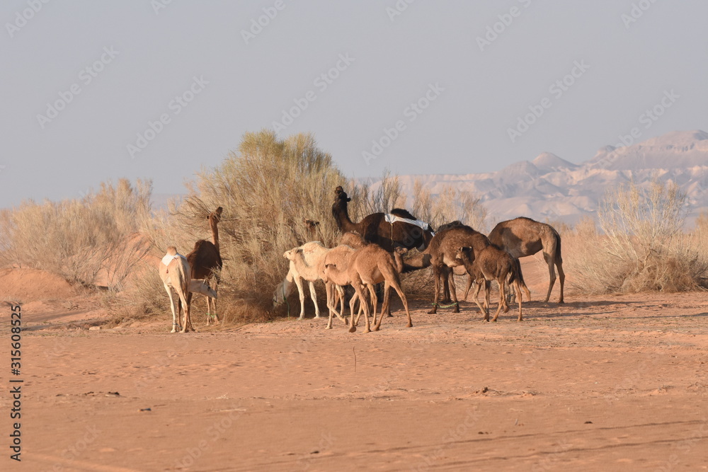 ..Camels in the Jordanian desert, looking for food. Herd grazing and breeding. ..Camels in the Jordanian desert, looking for food. Herd grazing and breeding.