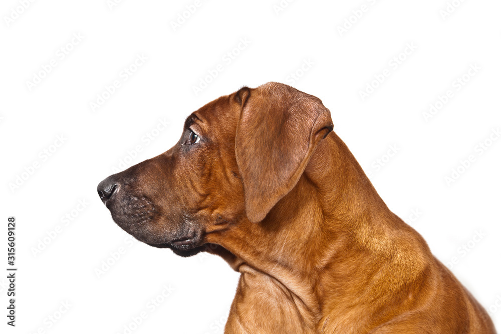 Dog Rhodesian ridgeback emotional portrait in profile isolated on white