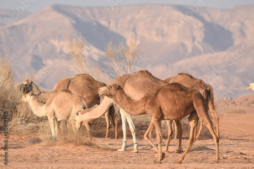 ..Camels in the Jordanian desert  looking for food. Herd grazing and breeding.
