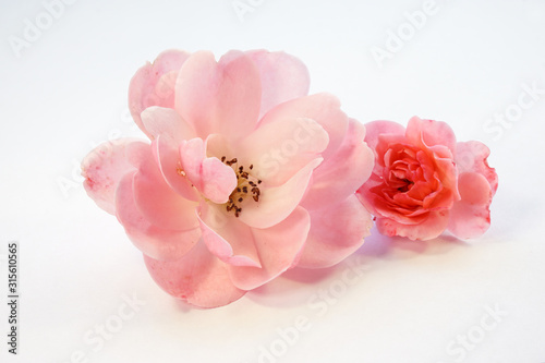 Rose bud on a white background. Pink rose on the white background