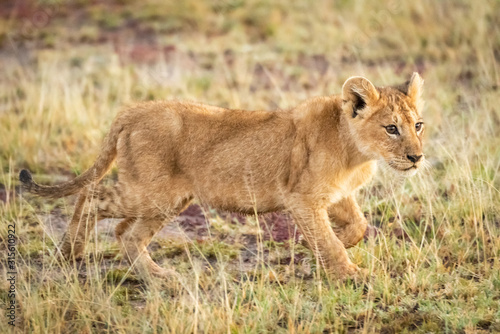 Lion cub walks through grass in savannah