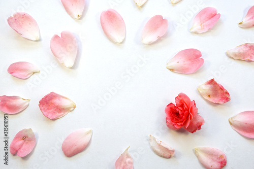 Roses Bunch with petals on a white background