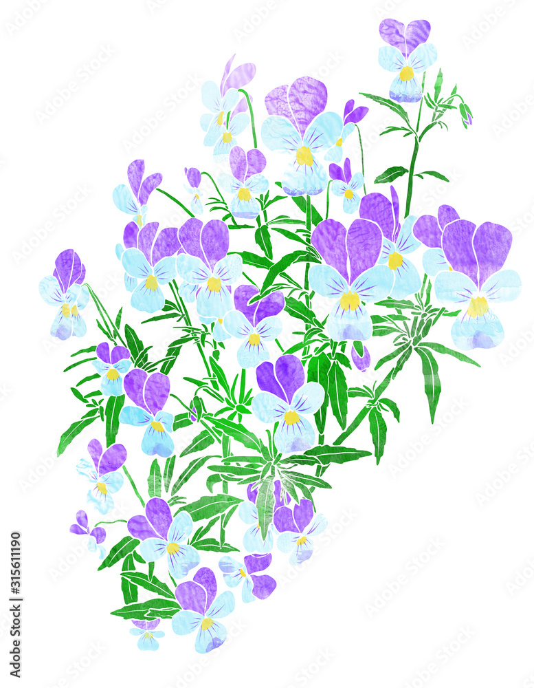 Viola tricolor watercolor illustration
