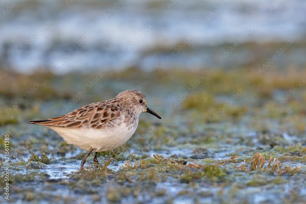 Little Stint (Calidris minuta), Crete, Greece Little Stint (Calidris minuta), Crete, Greece