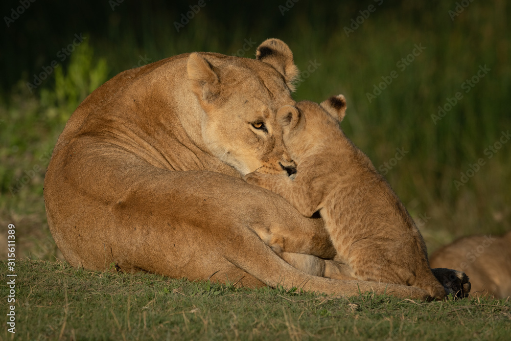 Lioness and cub face each other eye-to-eye Lioness and cub face each other eye-to-eye