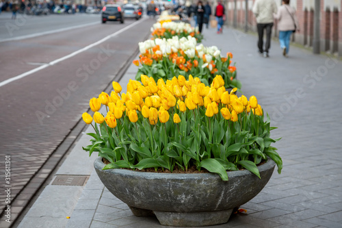 Gelbe Tulpen in den Strassen von Amsterdam
