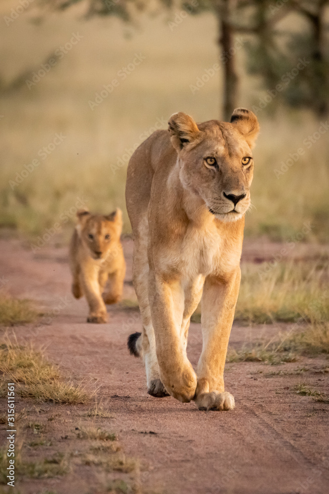 Lioness and cub walking down sandy track Lioness and cub walking down sandy track