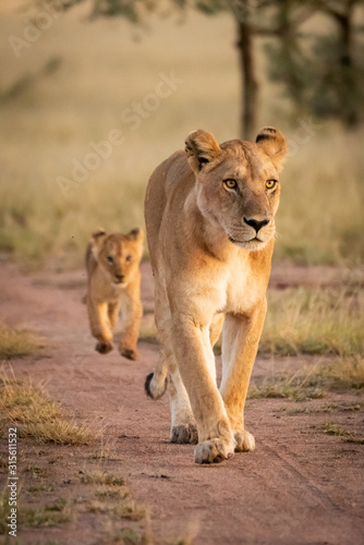 Lioness and cub walk on sandy track © Nick Dale