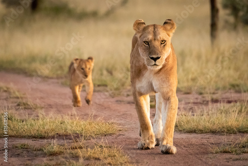 Lioness and cub walking along sandy track