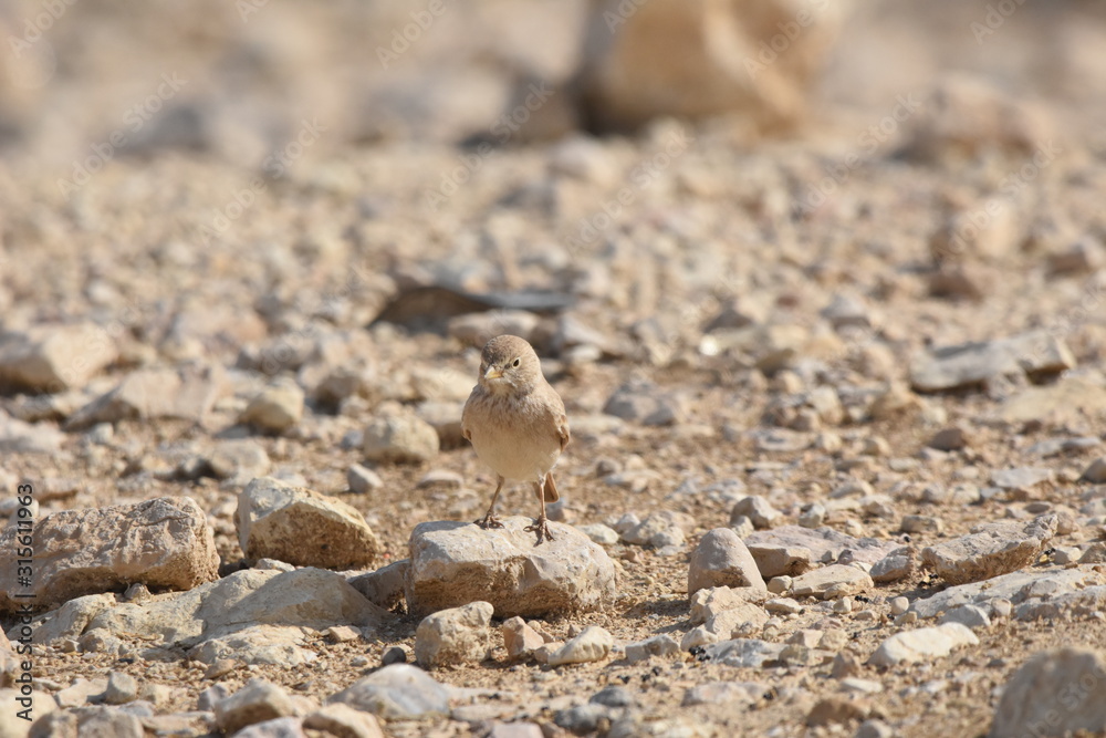 Desert lark perched on a rock near Al Karak fortress in Jordan. Feeding on sand.