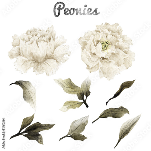 Peonies and leaves, watercolor, can be used as greeting card, invitation card for wedding, birthday and other holiday and  summer background
