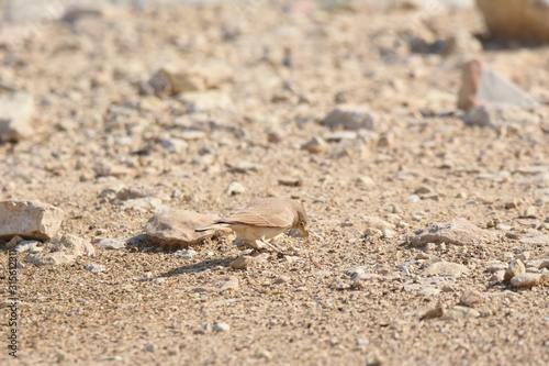 Desert lark perched on a rock near Al Karak fortress in Jordan. Feeding on sand.