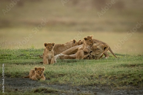 Lioness lies covered in cubs on grass