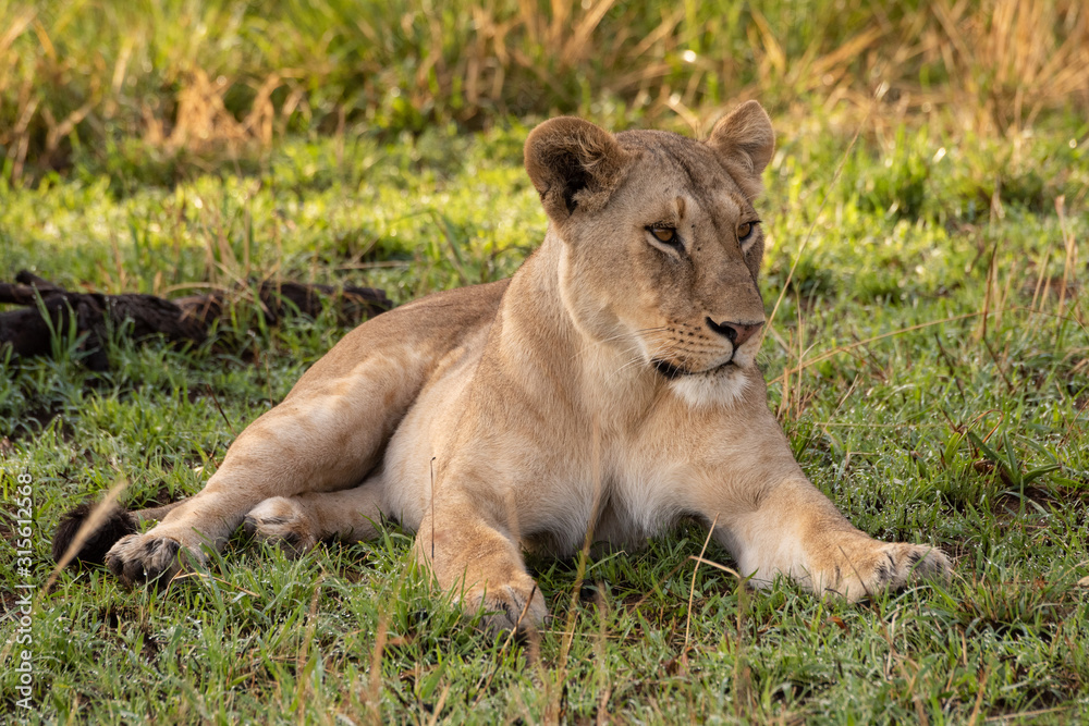 Lioness lies in shady grass looking right Lioness lies in shady grass looking right