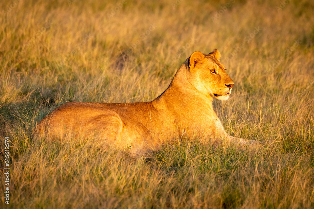 Fototapeta premium Lioness lies in tall grass at dawn